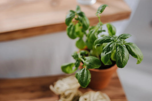 Growing Herbs indoors