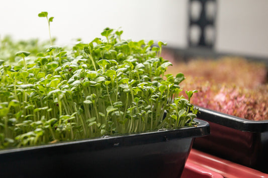 microgreens for beginners 