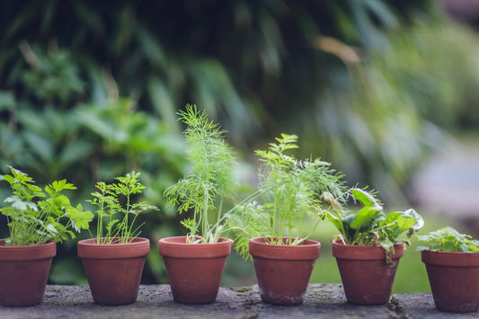 Container Gardening