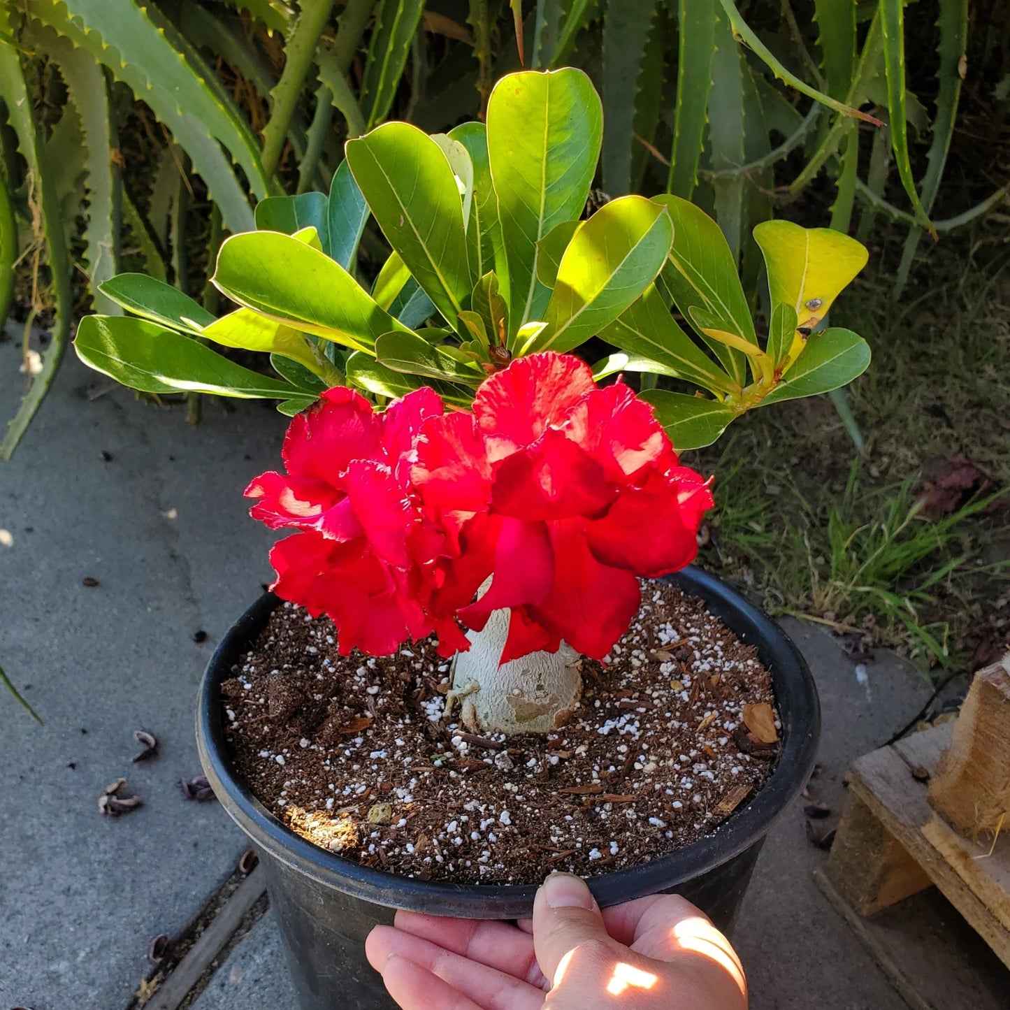 Desert Rose Soil Mix