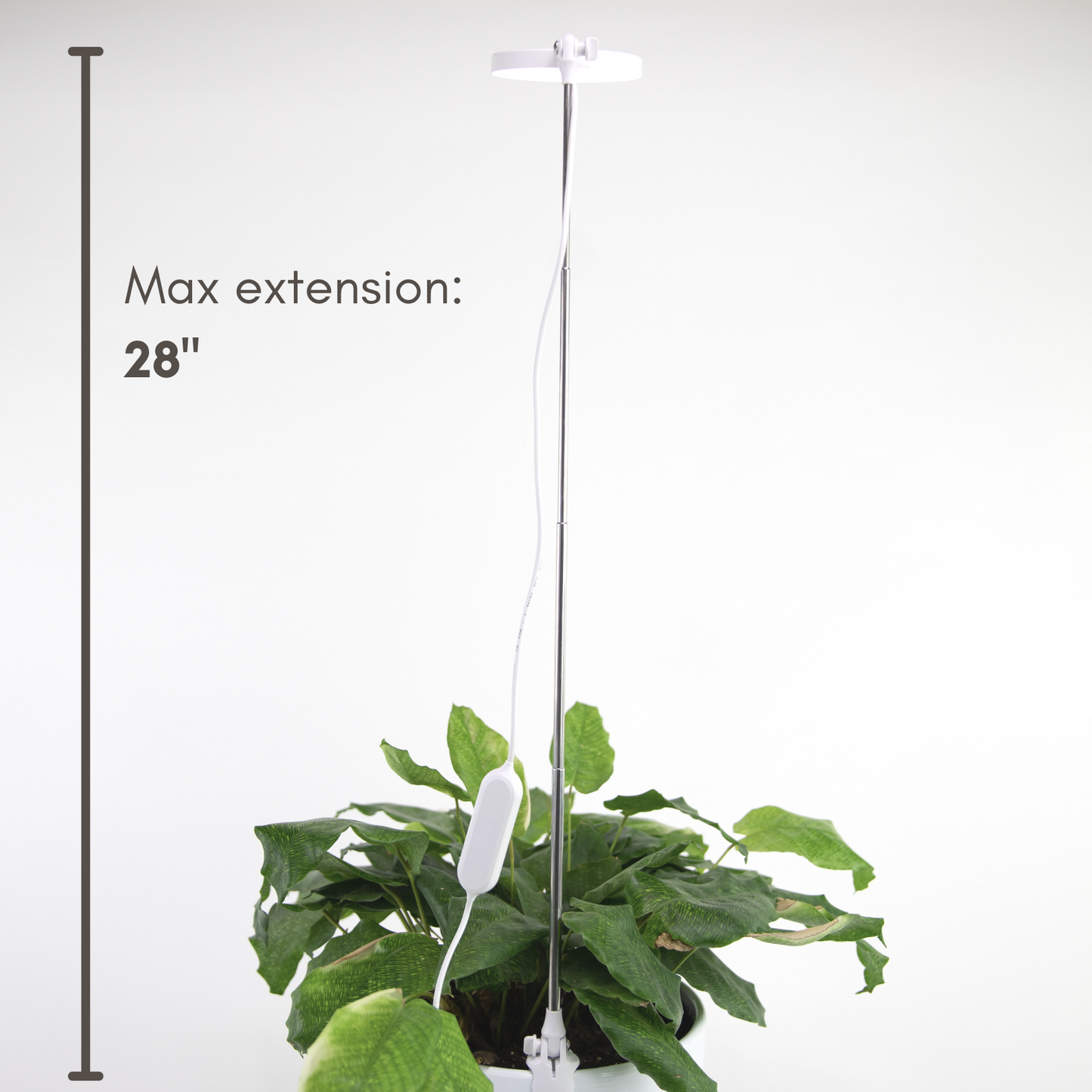 LED Plant Light