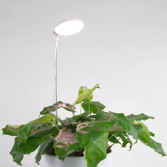 LED Plant Light